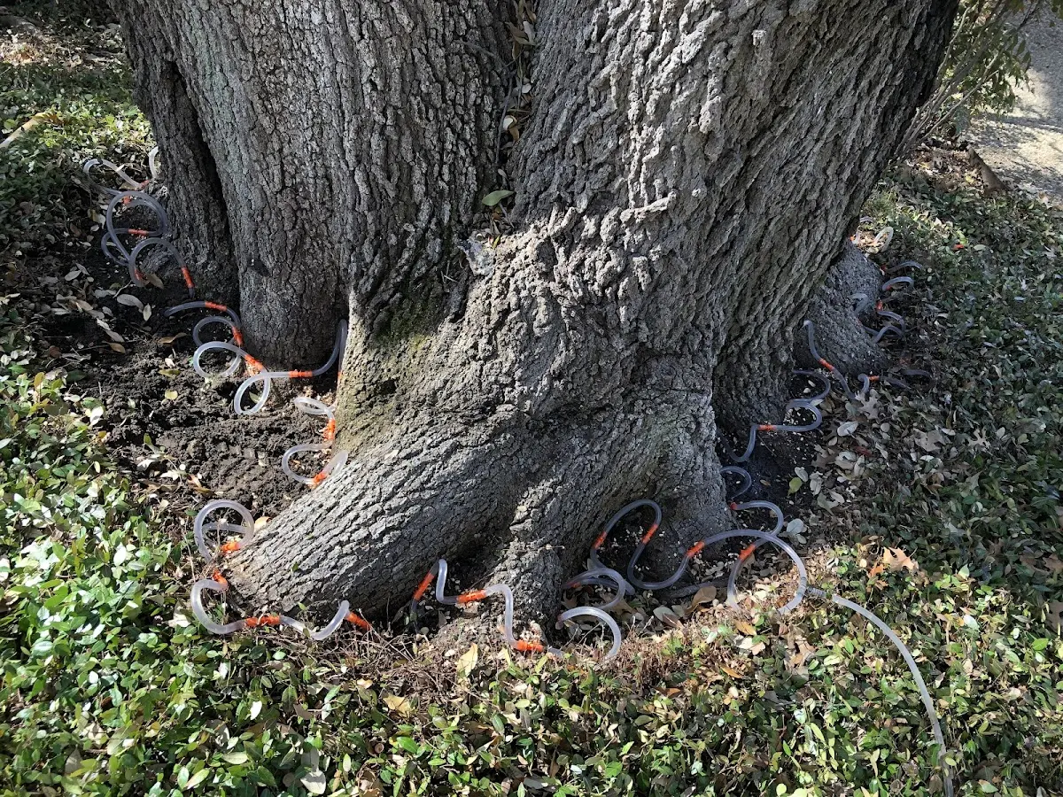 Detailed Tree Cabling and Bracing job site in Newton Hamilton