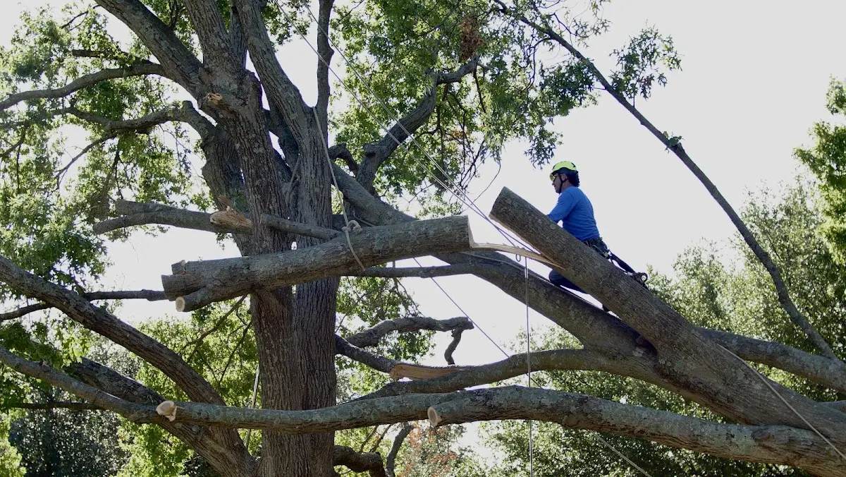 Professional Crown Thinning performed by certified arborists in Newton Hamilton