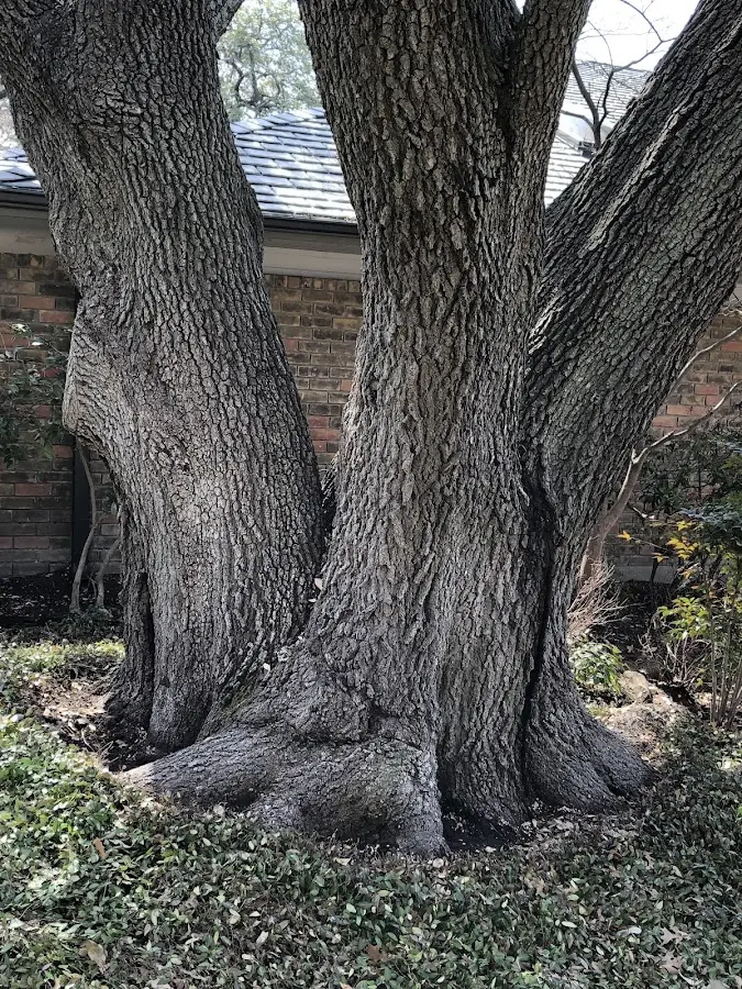 Mature heritage tree close to a Newton Hamilton property cared for by certified arborists